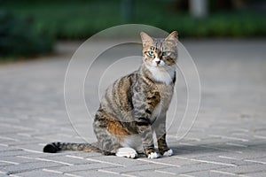 Cat sitting on the ground